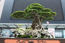 Xôn xao những thương vụ mua bán siêu cây bạc tỷ của đại gia Việt