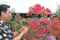 Hoa giấy 6 màu chưng Tết, 15 triệu đồng/chậu