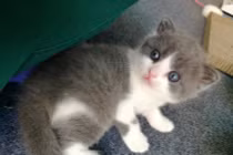 Mèo nhân bản tại Trung Quốc giá "trên trời", một con mua được chục đàn