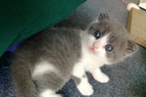 Mèo nhân bản tại Trung Quốc giá "trên trời", một con mua được chục đàn