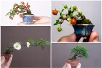 Mê mẩn những kiệt tác bonsai “trong lòng bàn tay” 
