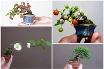 Mê mẩn những kiệt tác bonsai “trong lòng bàn tay” 