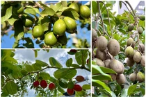 “Đã mắt” vườn trái cây trĩu quả trong biệt thự của Quyền Linh