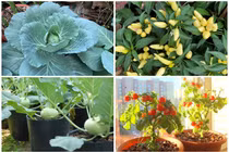 Bất ngờ loạt rau củ lên chậu thành kiểng hút khách chơi Tết