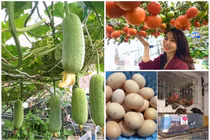 Mãn nhãn khu vườn trồng rau nuôi gà trên sân thượng giữa thủ đô