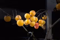 Người Hà Nội lùng mua cành hồng cắm chơi dịp Trung thu