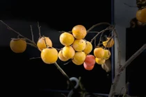 Người Hà Nội lùng mua cành hồng cắm chơi dịp Trung thu