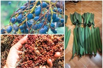 3 loại quả xưa “chống đói” nay thành đặc sản “cháy hàng“