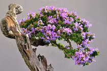 Cây dại hoa thơm nức lên chậu thành bonsai đắt đỏ hút khách