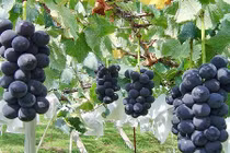 Vì sao người Nhật trồng được nho bạc triệu/chùm?