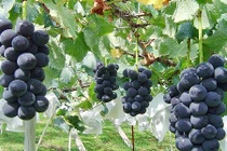 Vì sao người Nhật trồng được nho bạc triệu/chùm?