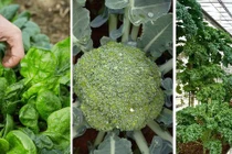 3 loại rau cực hợp gieo trồng vào mùa Thu 