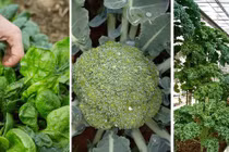 3 loại rau cực hợp gieo trồng vào mùa Thu 