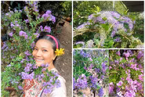 Khu vườn 6.000m2 rực hoa tím của “nữ hoàng cảnh nóng” Kiều Trinh 