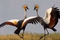 Chiêm ngưỡng chõm lông mao ấn tượng của sếu vương miện xám 