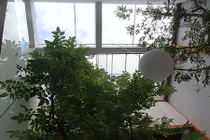 Ngắm nhà xanh yên bình, siêu thơ mộng ở thành phố Huế