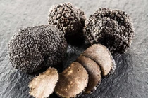 Sự thật về loại nấm tiền tỷ phải “truy tìm” bằng chó săn