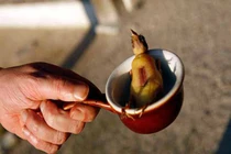 Sự thật rùng mình phía sau món hoạ mi nướng phục vụ đại gia