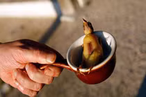 Sự thật rùng mình phía sau món hoạ mi nướng phục vụ đại gia