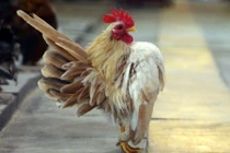 Nhà giàu Việt “mê mệt” gà quý tộc vài chục triệu/con
