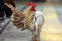 Nhà giàu Việt “mê mệt” gà quý tộc vài chục triệu/con
