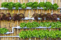 Cách trồng rau trên tường tiết kiệm không gian cho nhà phố