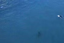 Video: Rùng mình cảnh cá mập "bí mật" bám theo người lướt sóng