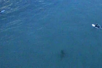 Video: Rùng mình cảnh cá mập "bí mật" bám theo người lướt sóng