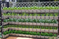 Bí kíp không thể quên để trồng vườn đứng trang trí nhà đẹp