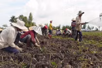 Khoai lang rớt giá chưa từng có, nông dân miền Tây điêu đứng 