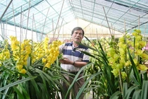 Mỏi mắt ngắm những vườn địa lan "khủng" nhất Việt Nam