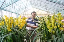 Mỏi mắt ngắm những vườn địa lan "khủng" nhất Việt Nam