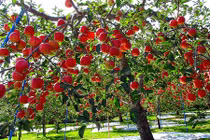 Đột nhập vườn táo Aomori Nhật Bản đang gây "sốt" ở Việt Nam