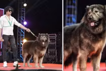 Chú chó đắt nhất hành tinh 136 tỷ đồng có gì đặc biệt?