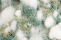 Giới khoa học dự đoán bệnh dịch sắp xảy ra y học phải bó tay