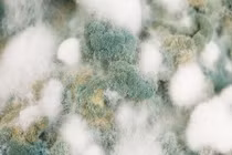 Giới khoa học dự đoán bệnh dịch sắp xảy ra y học phải bó tay