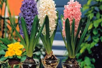 6 loại cây phong thủy không cần đất, trồng trong nhà cực kỳ may mắn