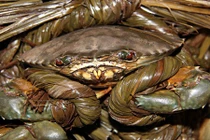 Tận mục cua biển Trà Vinh khổng lồ 350.000 đồng/kg