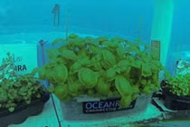 Mục sở thị trang trại rau nằm sâu dưới đáy biển