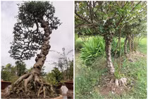 Tận thấy loài cây nổi u cục khắp thân giúp nông dân “hốt bạc“