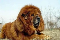 Giống chó 46 tỷ đồng có đặc tính gì khiến đại gia mê mệt?