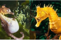 Loài động vật duy nhất trên thế giới con đực mang thai và sinh con 