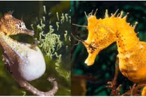 Loài động vật duy nhất trên thế giới con đực mang thai và sinh con 