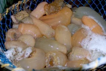 Đặc sản nào ví như “thần dược” mà cháy hàng dịp Tết?