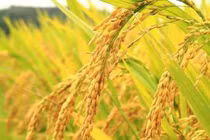 Tận mục giống gạo Bồ Nâu tiến vua chỉ có ở Hà Nội