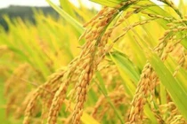 Tận mục giống gạo Bồ Nâu tiến vua chỉ có ở Hà Nội