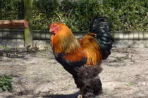 Soi gà “quý tộc” giá nghìn USD tại Việt Nam 