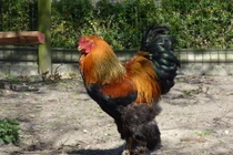 Soi gà “quý tộc” giá nghìn USD tại Việt Nam 