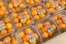 Mua quất Nhật 2 triệu đồng/kg về làm mứt ăn Tết cho sang chảnh