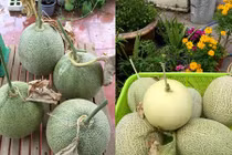 Cách trồng dưa lúc lỉu như “đàn lợn con” trên mái nhà phố